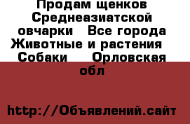 Продам щенков Среднеазиатской овчарки - Все города Животные и растения » Собаки   . Орловская обл.